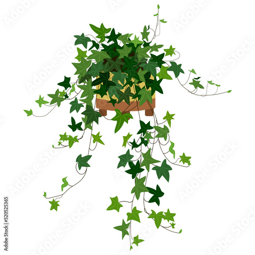 Ivy in a flat style pot. Home plant for interior. Vector illustration isolated on a white background.