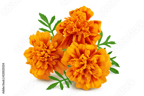 fresh marigold or tagetes erecta flower isolated on white background with full depth of field. photo