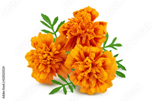 Quadro su tela fresh marigold or tagetes erecta flower isolated on white background with full depth of field