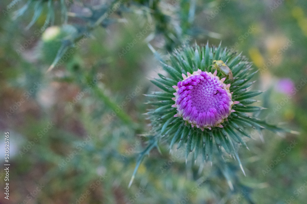 A widespread and common thistle, the Spear thistle can be found on disturbed and cultivated ground, such as pastures, roadside verges and field edges from July to October. A widespread and common thistle, the Spear thistle can be found on disturbed and cultivated ground, such as pastures, roadside verges and field edges from July to October.