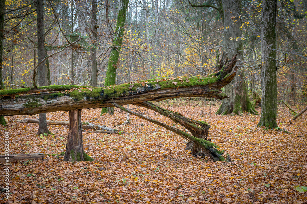 złamane stare drzewo w Białowieskim Parku Narodowym, Polska - obrazy, fototapety, plakaty 