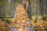 obsypany jesiennymi liśćmi pień złamanego drzewa w Białowieskim Parku Narodowym