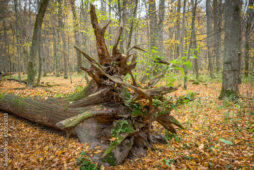pień złamanego drzewa w Białowieskim Parku Narodowym, Polska