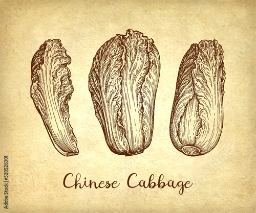 Chinese cabbage ink sketch