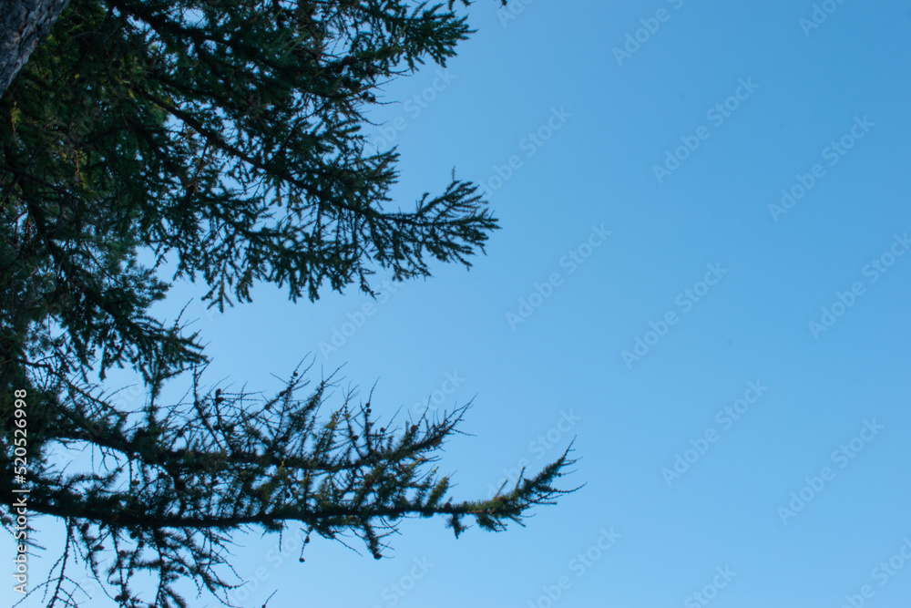 Green spruce branches close up with cones. Spruce branches against a blue sky. Many cones on spruce. Fir tree. Background image with copy space. Copy space, springtime. High quality photo Green spruce branches close up with cones. Spruce branches against a blue sky. Many cones on spruce. Fir tree. Background image with copy space. Copy space, springtime. High quality photo