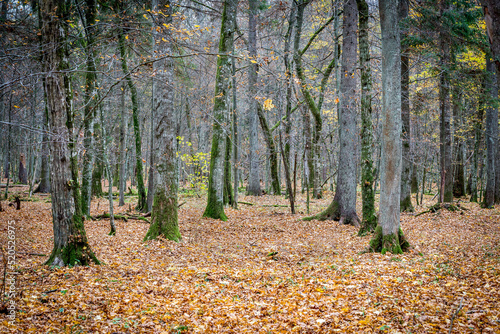 jesienny pejzaż w lesie photo