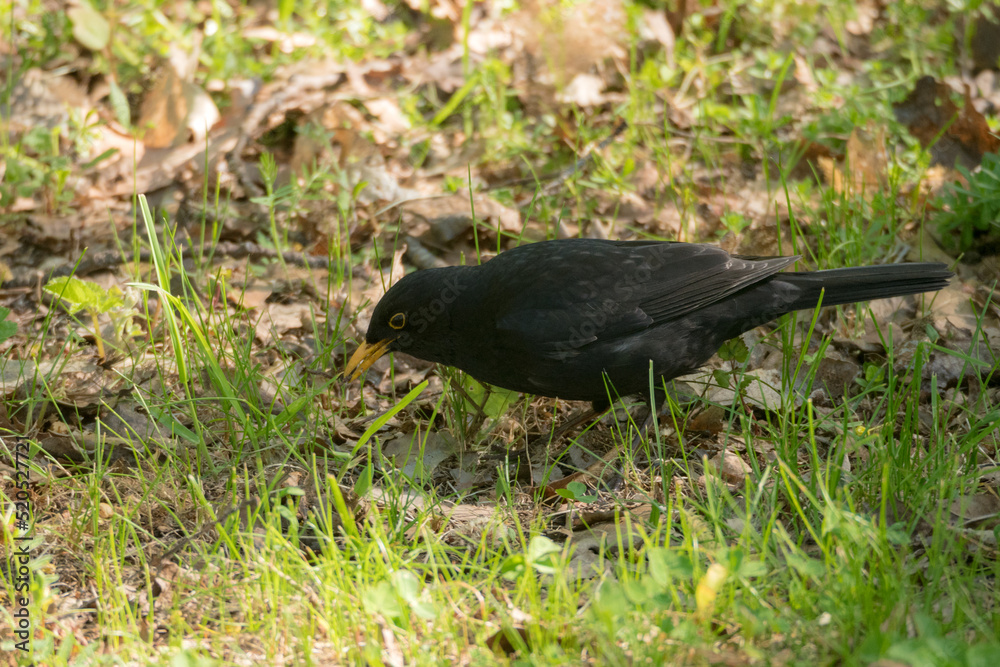 Fototapeta premium portrait of a blackbird