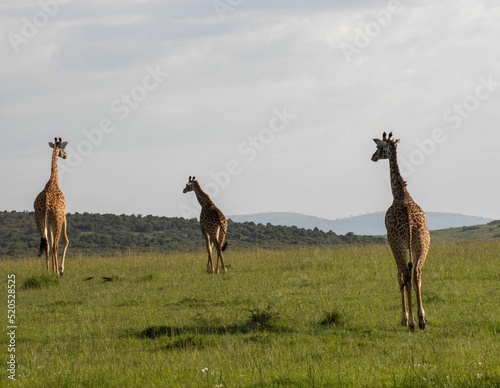 Photography Group of giraffes walking in the extensive field