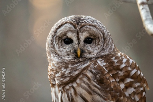 Closeup shot of of a barred owls perched on a blurred background - Strix varia photo