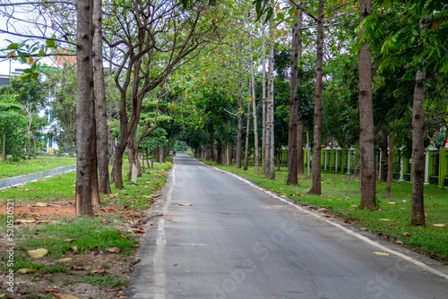 Asphalt road surrounded by trees