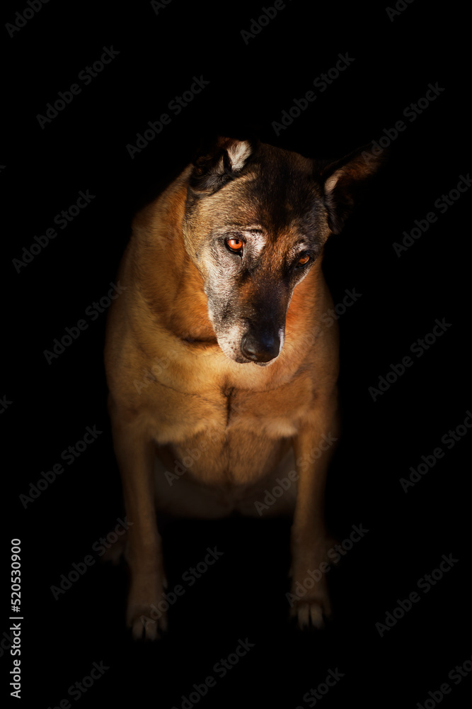 fine art dog portrait
