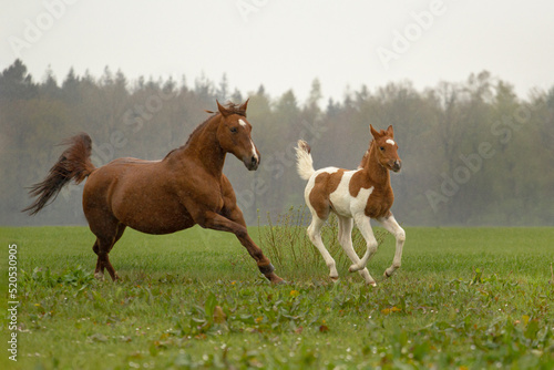 Foto horse and foal