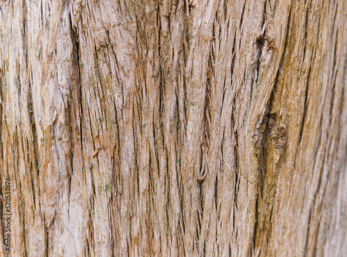 Wallpaper Mural The texture of the tree bark. Tree in the park close-up. Relief texture and background. Torontodigital.ca