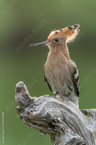  Eurasian hoopoe (Upupa epops) sitting on a branch at sunset. Blurry green background. State Bird of Israel. Green background. National bird of Israel. 