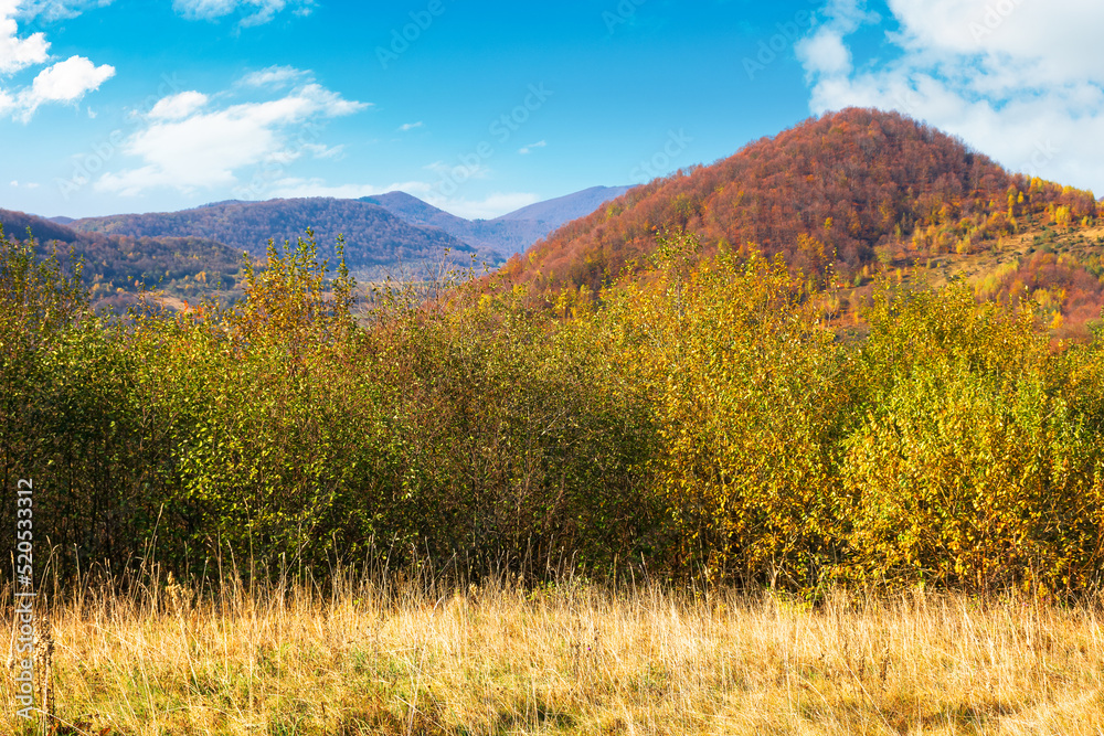 autumnal nature scenery in mountains. birch trees in colorful foliage on the meadow. primeval beech forest in fall foliage on the hill. warm sunny day with fluffy clouds on the sky autumnal nature scenery in mountains. birch trees in colorful foliage on the meadow. primeval beech forest in fall foliage on the hill. warm sunny day with fluffy clouds on the sky