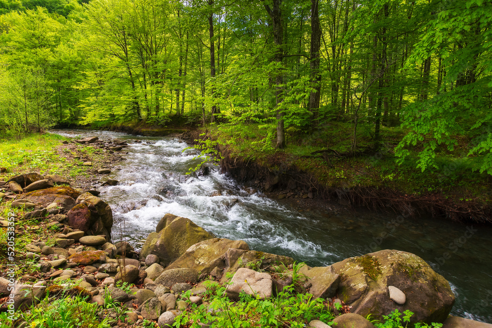 rapid water stream in the beech forest. green landscape with rocks and trees on the shore. calm nature background in spring. vivid foliage on the branches above the brook rapid water stream in the beech forest. green landscape with rocks and trees on the shore. calm nature background in spring. vivid foliage on the branches above the brook