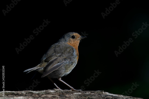  European Robin (Erithacus rubecula) on a branch in the forest of Noord Brabant in the Netherlands. copy space. Isolated black background. Low key. 