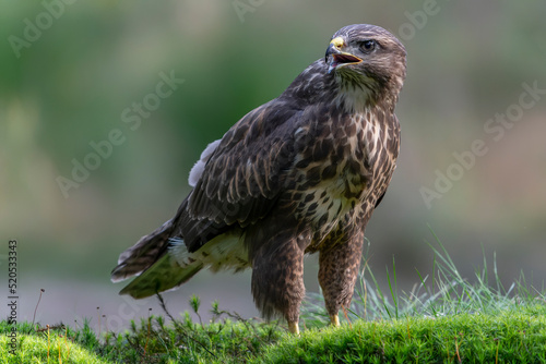 Juvenile Common Buzzard (Buteo buteo) in the forest of Noord Brabant in the Netherlands. 