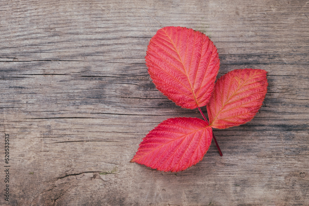 Red autumn leaves on wooden background. Fall season concept. Top view, flat lay, copy space Red autumn leaves on wooden background. Fall season concept. Top view, flat lay, copy space