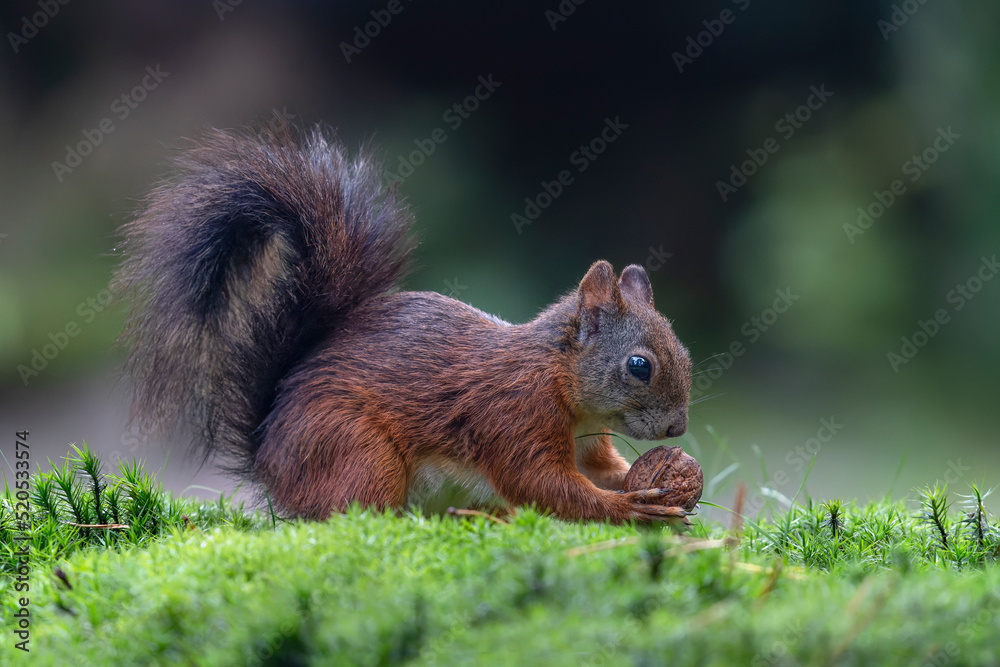  Beautiful juvenile baby red squirrel (Sciurus vulgaris) eating a nut in the forest of Noord Brabant in the Netherlands.   