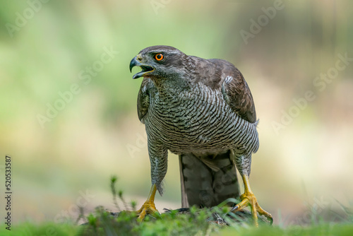   Adult of Northern Goshawk (Accipiter gentilis) in the forest of Noord Brabant in the Netherlands.                                                                              photo
