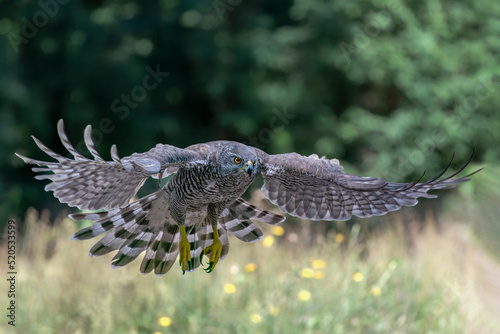 Beautiful Northern Goshawk (Accipiter gentilis) in flight in the forest of Noord Brabant in the Netherlands. 