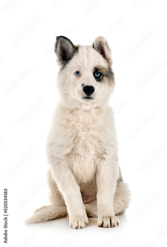 young Yakutian Laika young Yakutian Laika