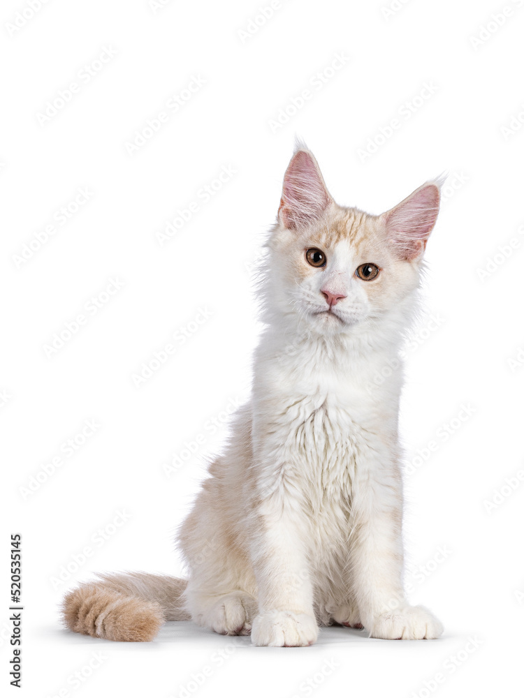 Adorable Maine Coon cat kitten, sitting up facing front. Looking towards camera. Isolated on a white background.