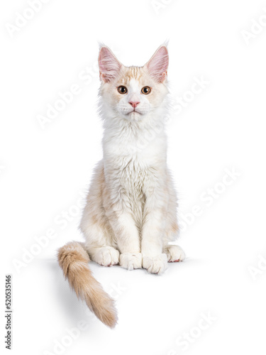 Adorable Maine Coon cat kitten, sitting up facing front on edge. Looking towards camera. Isolated on a white background.