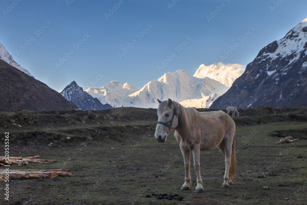 Horse against the background of mountain snow-capped peaks in the Himalayas in the morning