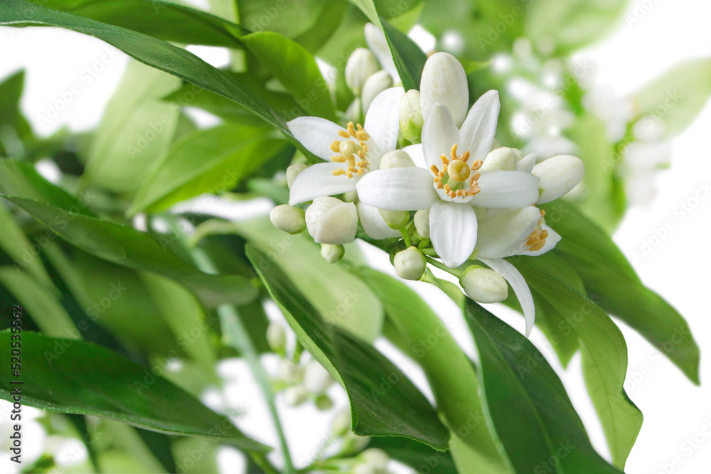 Orange tree branches with flowers, buds and leaves isolated on white Orange tree branches with flowers, buds and leaves isolated on white