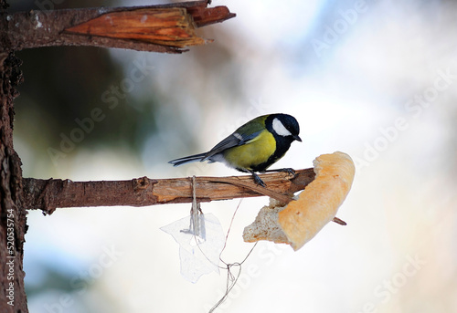 titmouse bird sitting on a mote of the tree pecking a piece of bread, winter photo
