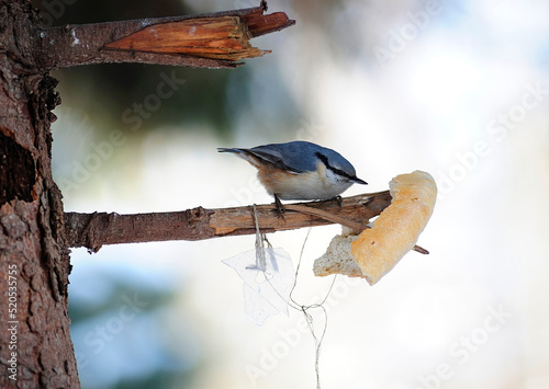 titmouse bird sitting on a mote of the tree pecking a piece of bread, winter photo