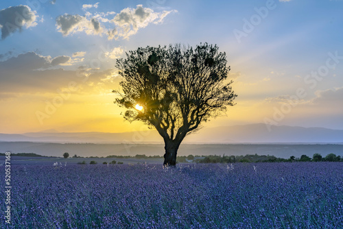 Sunset over the lavender field in Valensole France