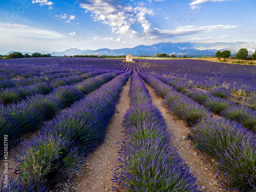 Lavender field in region valensole
