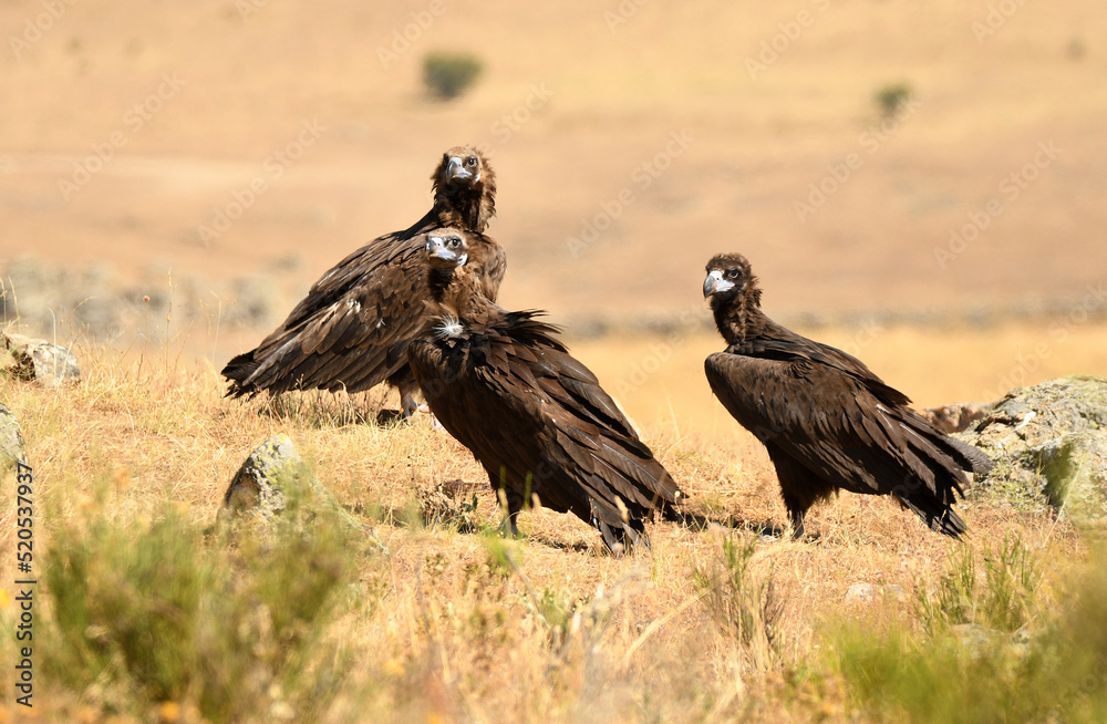 Fototapeta premium buitre negro en la campiña buscando comida