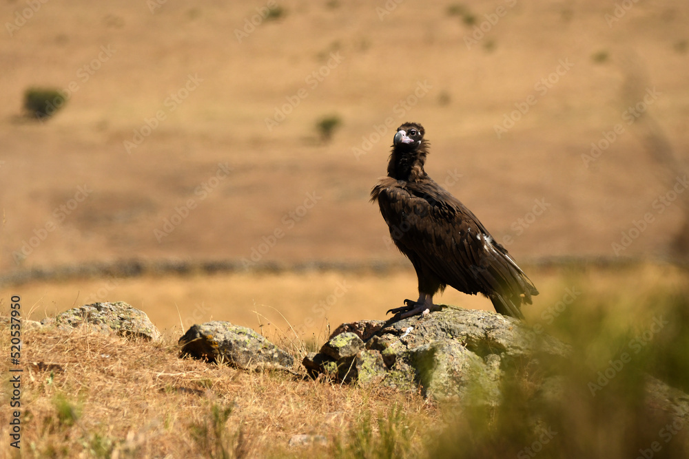 Obraz premium buitre negro en la campiña buscando comida