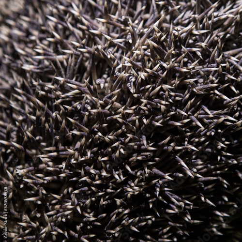 Natural patern of common hedgehog's needles