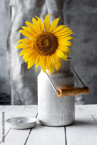 sunflower in a vase in autumn on a white table in the sun