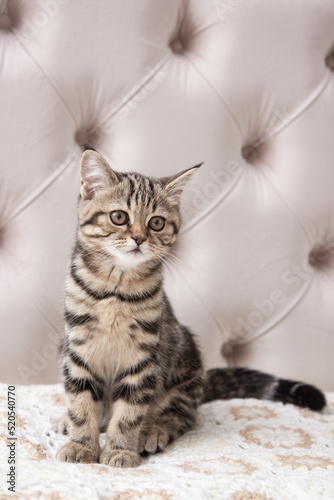 portrait of a cat © Анастасия Жукова