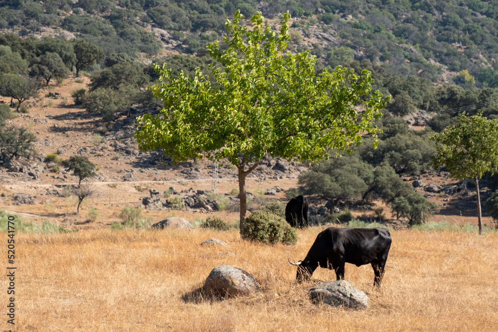Fototapeta premium A herd of cows of the black Iberian Avilanian or Avila breed in the Extremadura dehesa.