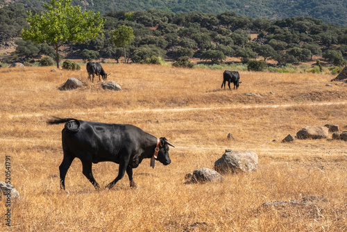 A herd of cows of the black Iberian Avilanian or Avila breed in the Extremadura dehesa.