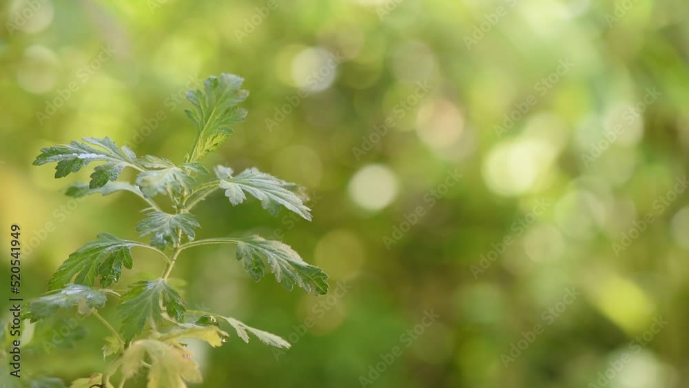 Mugwort or artemisia annua on nature background. Mugwort or artemisia annua on nature background.