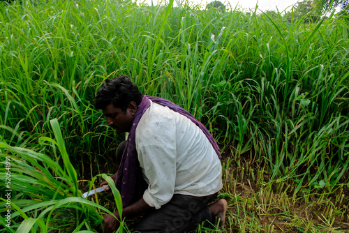 Asian farmer cutting millet field with sickle close up view,indian farmer working in farm cutting field with selective focus
