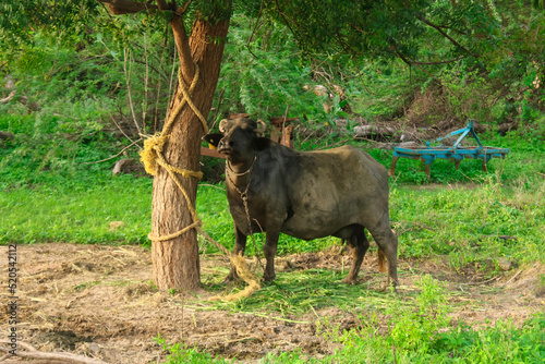 Indian buffalo looking camera side view, indian black water buffalo or domestic Asian water buffalo looking in camera © Dinesh