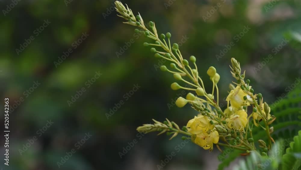 Sappan or caesalpinia sappan branch flowers on nature background. Sappan or caesalpinia sappan branch flowers on nature background.
