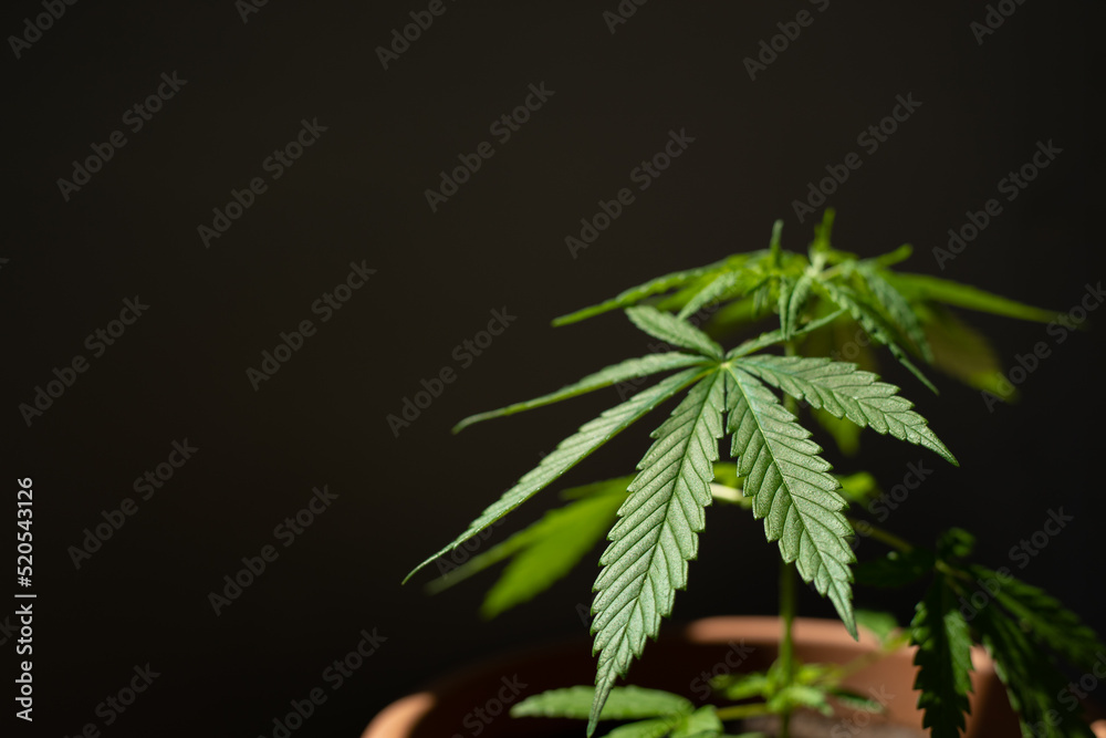 Close-up of fresh cannabis plant growing in pot Close-up of fresh cannabis plant growing in pot