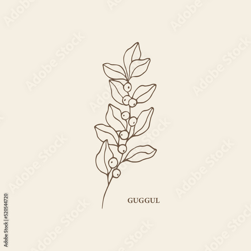 Hand drawn guggul plant illustration photo
