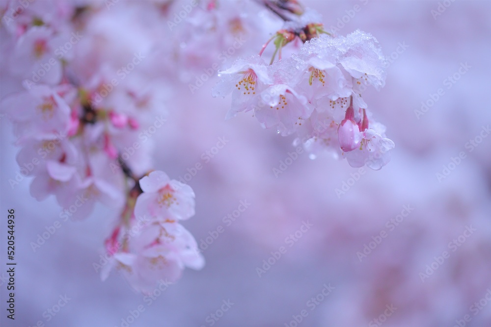 桜と雪 桜と雪