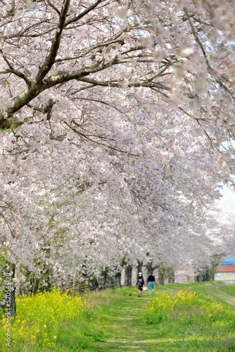 春・・桜並木